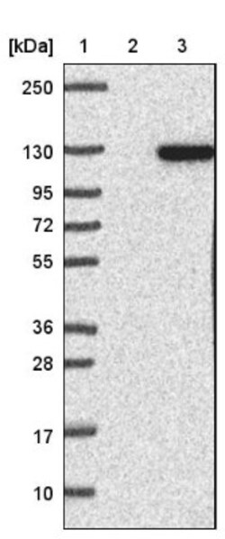 GARNL3 Antibody, Novus Biologicals 0.1mL; Unlabeled:Antibodies, Polyclonal